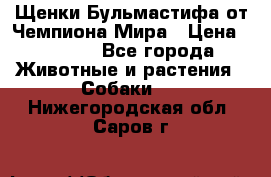 Щенки Бульмастифа от Чемпиона Мира › Цена ­ 1 000 - Все города Животные и растения » Собаки   . Нижегородская обл.,Саров г.